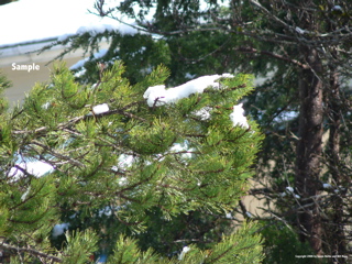 snowcoveredpinetreebranch.jpg