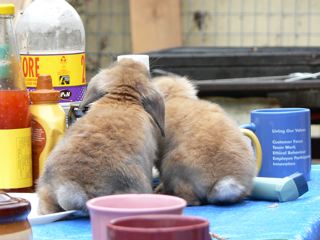 rabbit_talk.jpg